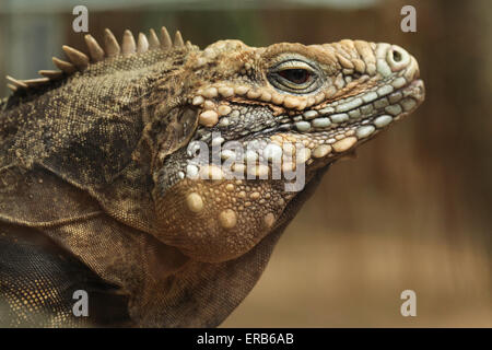 Iguana rock cubain (Cyclura nubila), également connu sous le nom de l'iguane cubain au Zoo de Prague, République tchèque. Banque D'Images