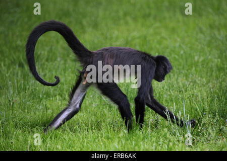 Singe araignée de Geoffroy (Ateles geoffroyi) au Zoo de Prague, République tchèque. Banque D'Images