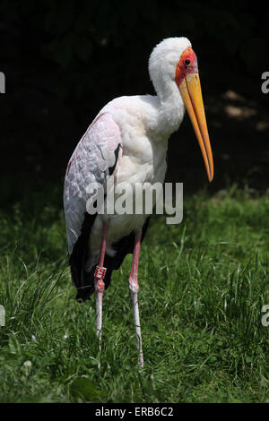 Yellow-billed stork (Mycteria ibis) au Zoo de Prague, République tchèque. Banque D'Images