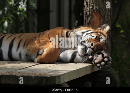 Tigre de Sumatra (Panthera tigris sumatrae) au Zoo de Prague, République tchèque. Banque D'Images