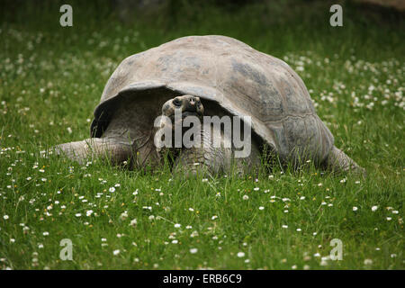 Santa Cruz de la tortue géante des Galapagos (Chelonoidis nigra porteri) au Zoo de Prague, République tchèque. Banque D'Images