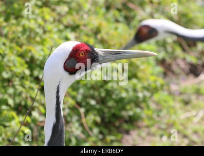 Asian grue à cou blanc (Grus vipio), gros plan de la tête, une autre grue à l'arrière-plan Banque D'Images