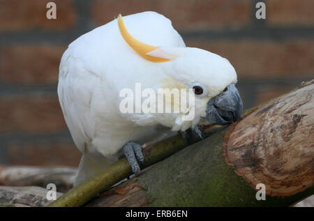 Southeast Asian Citron-cacatoès à huppe jaune (Cacatua sulphurea citrinocristata) au Zoo d'oiseaux l'avifaune, les Pays-Bas Banque D'Images