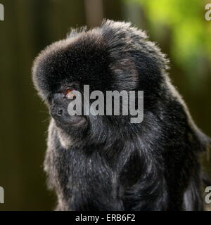 Portrait d'une Amérique du Sud du pensif Goeldi ouistiti monkey (Callimico goeldii), originaire de la partie supérieure du bassin amazonien. Banque D'Images