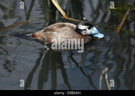 Homme (Oxyura leucocephala) au Zoo de Prague, République tchèque. Banque D'Images