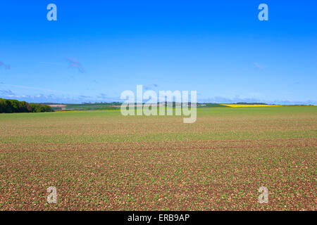 Un champ de jeunes plants de pois en calcaire sur l'english channel angleterre sous un ciel bleu au début de l'été Banque D'Images