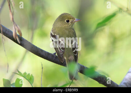 Moucherolle à ventre jaune (Empidonax flaviventris) Banque D'Images