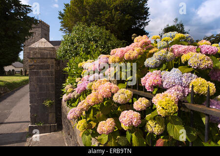 Pays de Galles, Carmarthenshire, Llangadog, hydrangea flowers à l'extérieur de la chambre d'église Banque D'Images