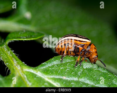 Doryphore de la pomme de terre (Leptinotarsa decemlineata) Banque D'Images