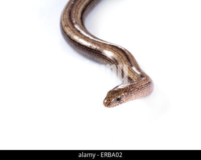 Anguis fragilis, ou lent, lent-ver slowworm ou ver, est un reptile dépourvu de reptile originaire d'Eurasie. Banque D'Images