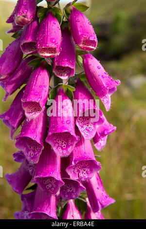 Pays de Galles, Carmarthenshire, Mynydd du, pont, gouttes de Clydach sur wild digitales Banque D'Images