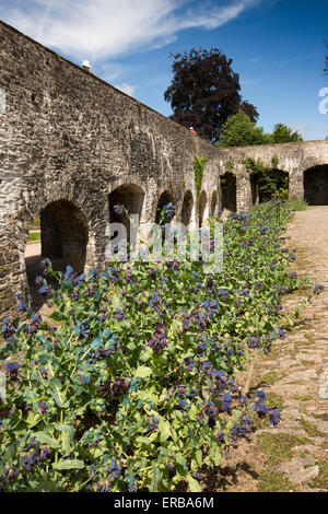 Pays de Galles, Carmarthenshire, Llangathen, Jardins Aberglasney, jardin du cloître, Purpurescens Cerinthe major Banque D'Images