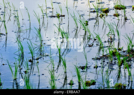 Nouvellement plantées inondées des plants de riz dans le riz paddy. Banque D'Images