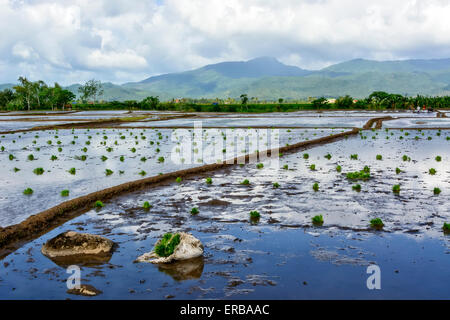 Les rizières irriguées avec des semis prêts pour la saison de plantation du. Banque D'Images