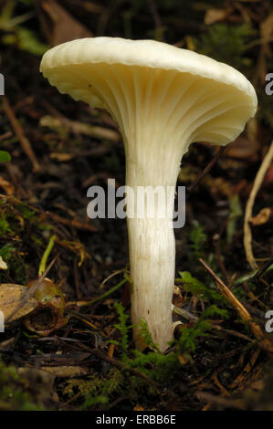 Snowy Waxcap, Hygrocybe virginea, champignons poussant sur le terrain en forêt mixte, vallée de la flotte, Dumfries et Galloway, Écosse Banque D'Images