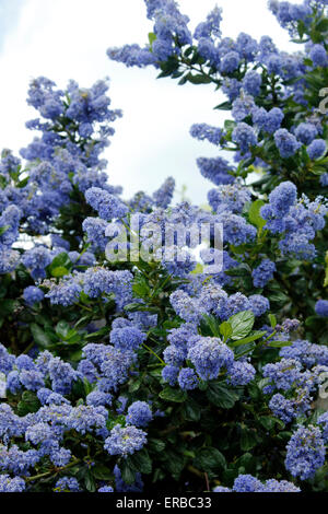 Ceanothus thyrsiflorus repens 'var' en pleine floraison dans un jardin anglais Banque D'Images