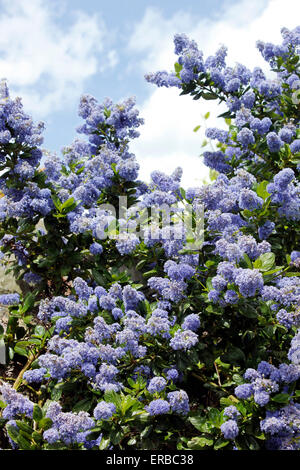 Ceanothus thyrsiflorus repens 'var' en pleine floraison dans un jardin anglais Banque D'Images