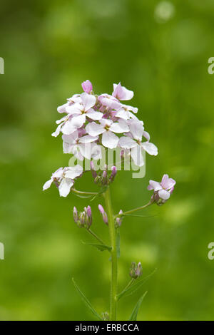 Dame's rocket (Hesperis matronalis) Banque D'Images