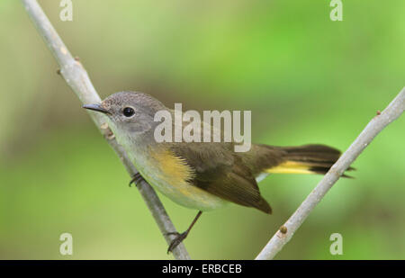 Femme Paruline flamboyante (Setophaga ruticilla) pendant la migration printanière. Banque D'Images