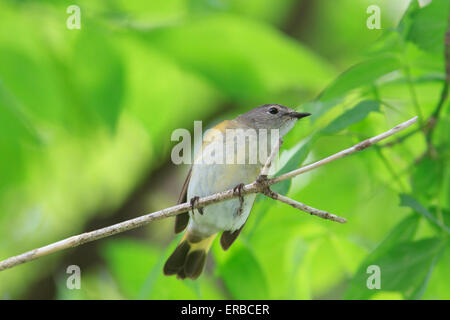 Femme Paruline flamboyante (Setophaga ruticilla) pendant la migration printanière. Banque D'Images