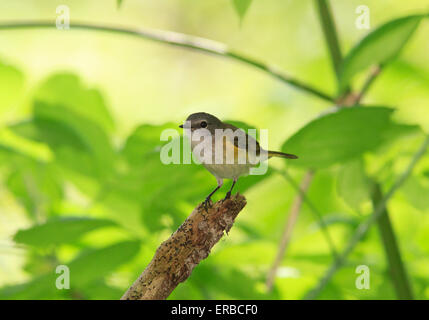 Femme paruline flamboyante (Setophaga ruticilla) perché sur branche d'arbre. Banque D'Images