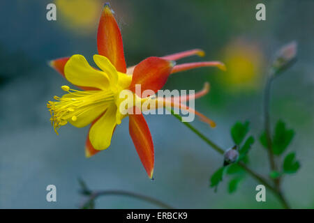 WESTERN Red Columbine Aquilegia elegantula fleurs rouge jaune orange Banque D'Images