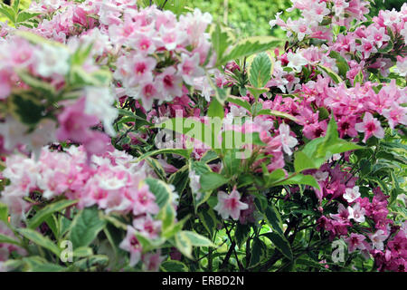 Weigela Florida 'Variegta" de plus en plus à la fin du printemps dans un jardin anglais Banque D'Images