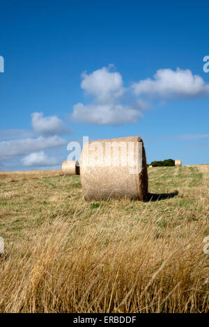 Bottes de foin dans un champ près du village de bratton dans le Wiltshire, Royaume-Uni. Banque D'Images