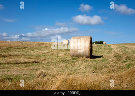 Bottes de foin dans un champ près du village de bratton dans le Wiltshire, Royaume-Uni. Banque D'Images