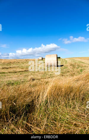 Bottes de foin dans un champ près du village de bratton dans le Wiltshire, Royaume-Uni. Banque D'Images