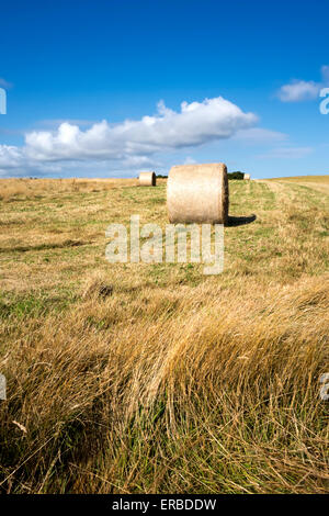 Bottes de foin dans un champ près du village de bratton dans le Wiltshire, Royaume-Uni. Banque D'Images