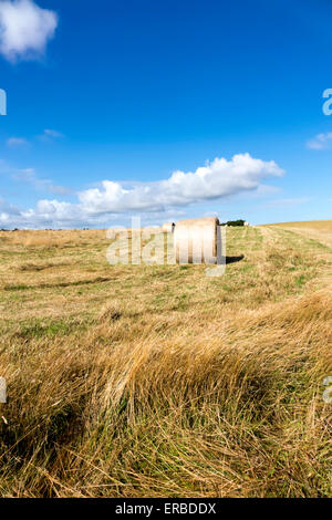 Bottes de foin dans un champ près du village de bratton dans le Wiltshire, Royaume-Uni. Banque D'Images