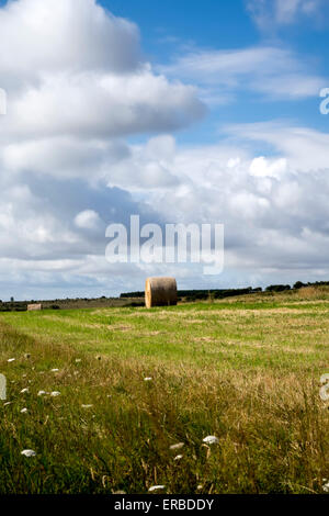 Bottes de foin dans un champ près du village de bratton dans le Wiltshire, Royaume-Uni. Banque D'Images