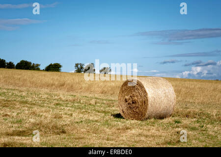 Bottes de foin dans un champ près du village de bratton dans le Wiltshire, Royaume-Uni. Banque D'Images