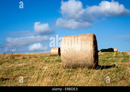 Bottes de foin dans un champ près du village de bratton dans le Wiltshire, Royaume-Uni. Banque D'Images