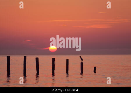 Le lever du soleil sur la baie de Chesapeake avec le Grand Héron, détectée à North Beach dans Calvert Comté (Maryland) Banque D'Images