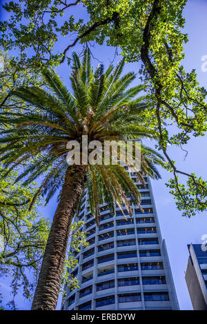 Voir à la ville moderne jusqu'au gratte-ciel et palmier, Spring St Melbourne Australie Banque D'Images