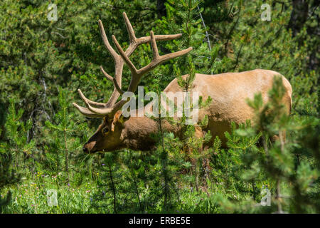 Wapiti mâle dans le Parc National de Yellowstone. Banque D'Images