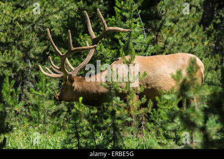 Wapiti mâle dans le Parc National de Yellowstone. Banque D'Images