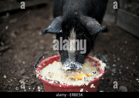 Un cochon noir eaux grasses de manger un seau rouge, avec une banane mélangé dans Banque D'Images