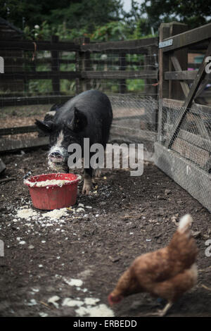 L'alimentation de porc noir à partir d'un seau rouge sur une ferme, avec un poulet à l'avant-plan de bec à l'alimentation du porc Banque D'Images