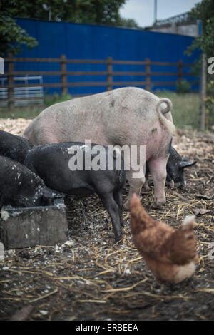 Porcs et porcelets de manger d'un creux à une ferme, avec un poulet à l'avant-plan Banque D'Images