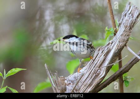 Homme Paruline rayée (Setophaga striata ) pendant la migration printanière. Banque D'Images