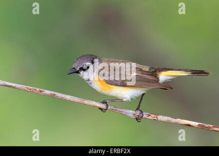 Femme Paruline flamboyante (Setophaga ruticilla) Banque D'Images