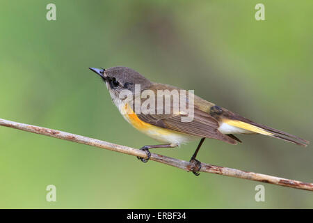 Femme Paruline flamboyante (Setophaga ruticilla) Banque D'Images