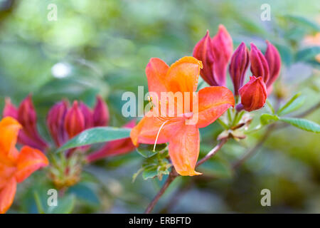 Rhododendron fleurs orange. Banque D'Images