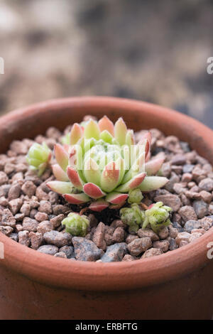 Sempervivum 'William' dans un pot en terre cuite. Banque D'Images