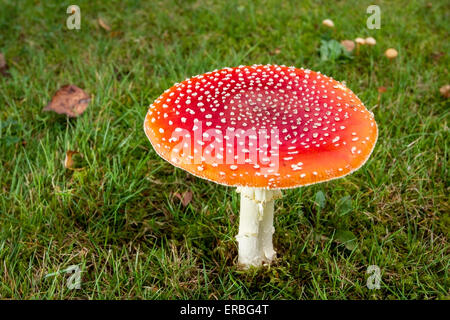 Agaric fly (Amanita muscaria) organe de fructification, sur la pelouse, à l'automne, Norfolk, Angleterre, Royaume-Uni Banque D'Images