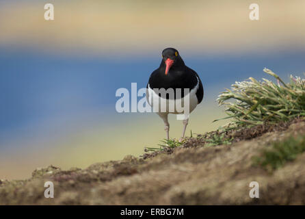 L'huîtrier Haematopus leucopodus de Magellan, adulte, debout sur la terre, la Banque mondiale nouvelle Île, Îles Falkland en décembre. Banque D'Images