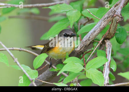 Femme Paruline flamboyante (Setophaga ruticilla) Banque D'Images